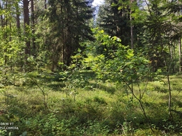 NT objekto nuotrauka